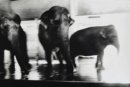 ZALMAI AHAD 1963-
Tres elefantes, Basilea, 1989.
F