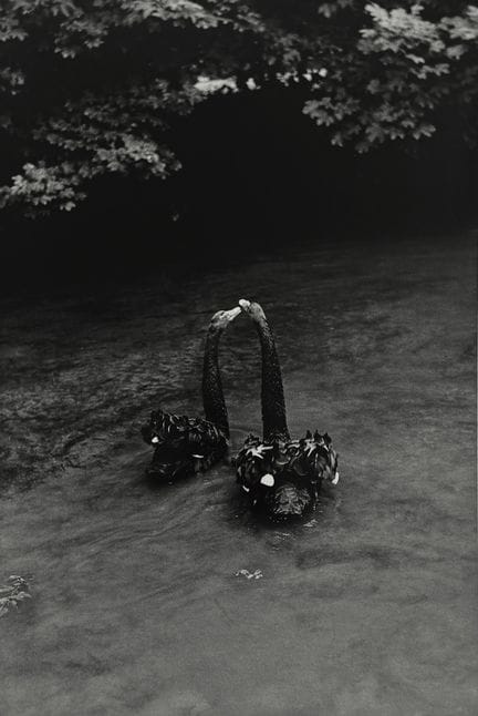IZIS (Israëlis Bidermanas, genannt) 1911–1980
Schw