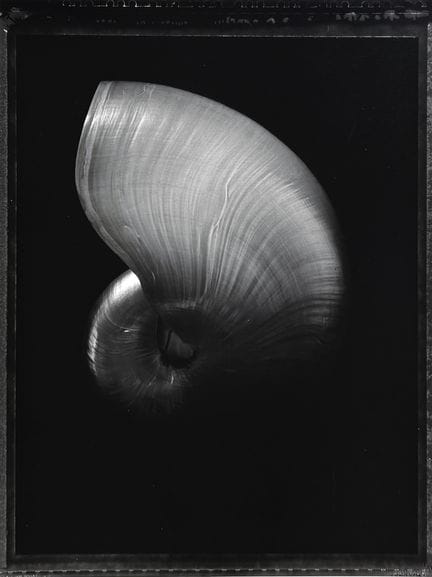西莫斯·A·瑞安 1964-
《鹦鹉螺》，约2000年。
摄影作品。同期银盐冲印，背面有签名并用铅笔