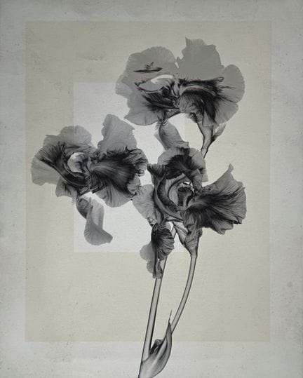 托马斯·鲁夫 1958-
《Flower.s_10》，2019-2020。
摄影作品。彩色印相，背面