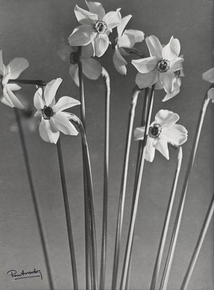PIERRE AURADON 1900–1988
Stillleben mit Narzissen,
