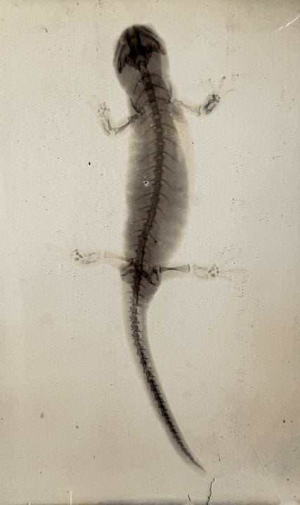 RADIOGRAPHIE - ANONYME
Radiographie d'un lézard ou