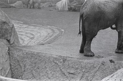 JEAN-PHILIPPE REVERDOT 1952-2020
Éléphant, Zoo n°1