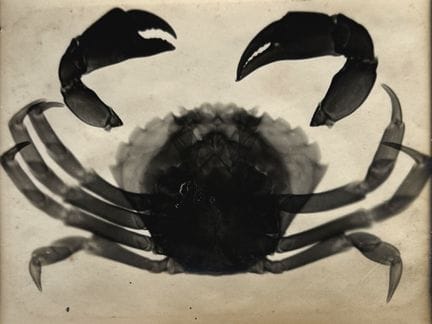 RADIOGRAPHIE - ANONYME
Radiographie d'un crabe, ca