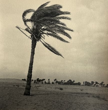 ÉGYPTE - ANONYME
Palmier, Égypte, ca.1940.
Photogr
