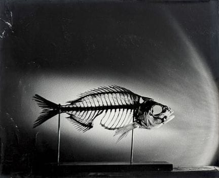 ZOOLOGIE - SQUELETTE
Squelettes de poisson, ca. 19