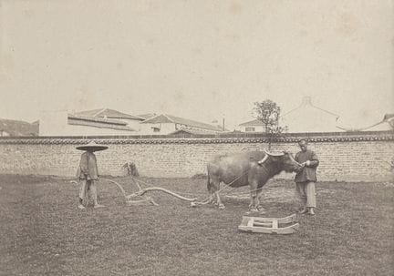 CHINE - WILLIAM SAUNDERS 1832-1892
Labourage, Shan