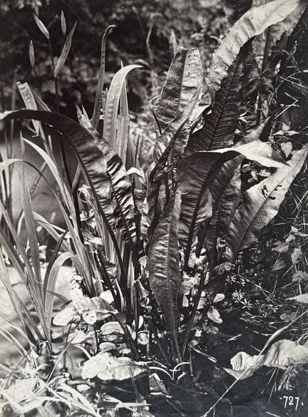 DIOT &amp; BEUNON
Fougères, ca. 1870.
Fotografie. 