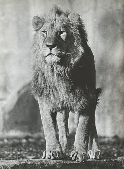 ANDRÉ STEINER 1901-1978
Lion, ca. 1935.
Photograph