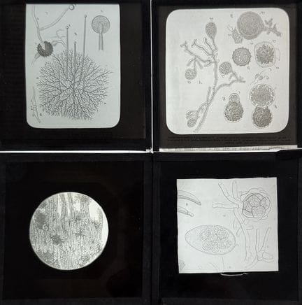 PHOTOGRAPHIE SCIENTIFIQUE - PLAQUES DE VERRE
Ensem