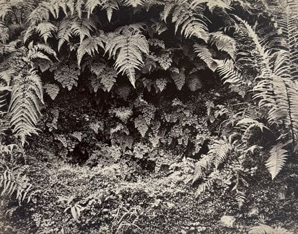 STUDIE NACH DER NATUR
Farne, ca. 1880.
Fotografie.