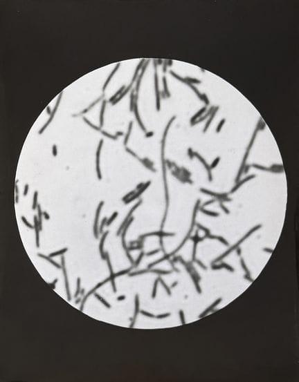 ANDRÉ STEINER 1902-1978
Photographie scientifique,