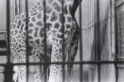 JEAN-PHILIPPE REVERDOT 1952-2020
Girafe, 1981.
Pho