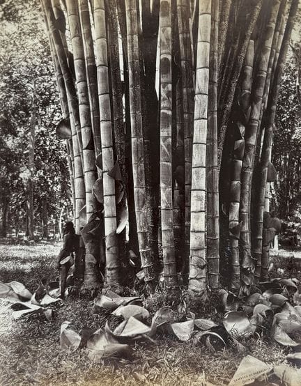 CEYLAN - CHARLES THOMAS SCOWEN 1852-1948
"Bamboos 