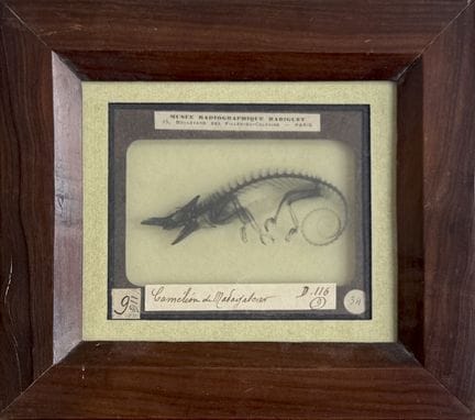 ARTHUR HONORÉ RADIGUET 1850-1905 - RADIOGRAPHIE
Ca