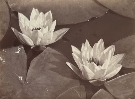 SEENLilien – BRÜDER ALINARI
Studie von Seelilien, 
