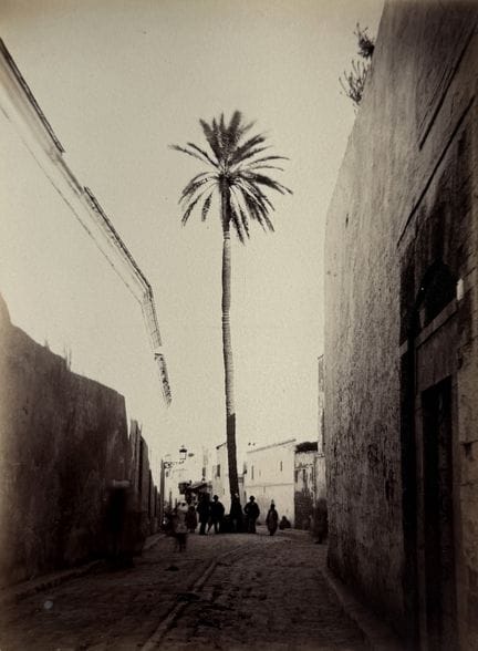 TUNISIE
Palmier, Rue de Tunis, ca.1890.
Photograph