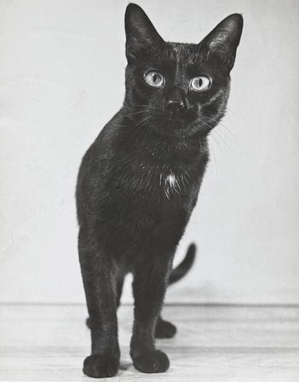 YLLA (Camilla Koffler, dite) 1911-1955
Chat noir, 