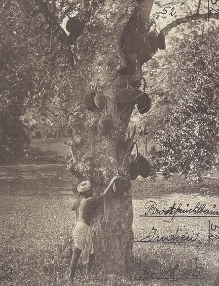 CEYLAN
Arbre Jacquier, Ceylan, ca.1890.
Photograph