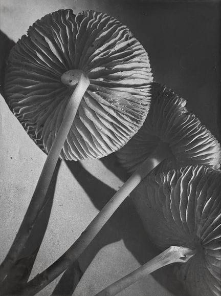 PIERRE AURADON 1900–1988
Stillleben mit Pilzen, ca