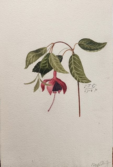 Scuola del XIX secolo - «Fuchsia» - Acquerello – 2