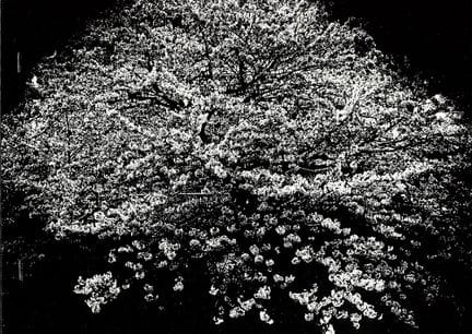 Moriyama Daido FLOWERS. Signed & Numbered / Limite