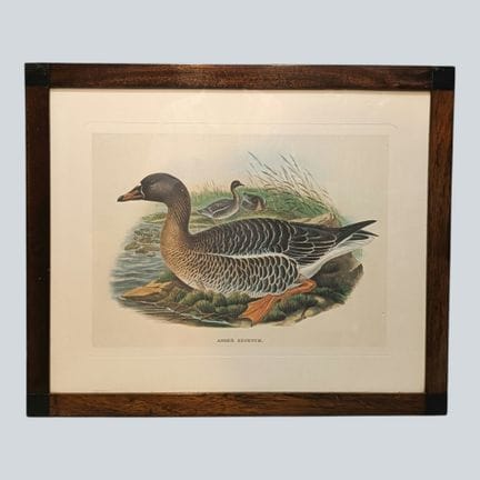 DUCKS Lithograph on paper titled "Anser Segetum" w