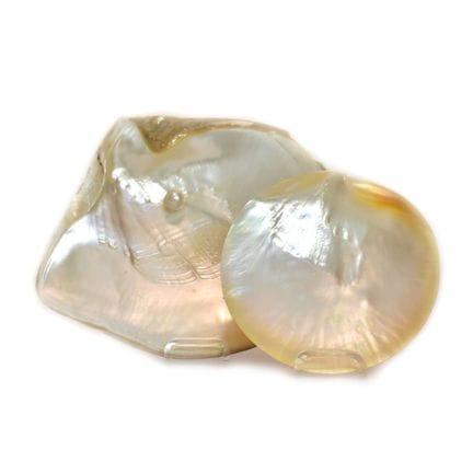 Zwei Muschelschalen Regelbesteuerung.    Pinctada 