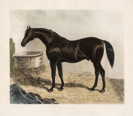 "Muley" Watercolor lithograph with text at the bot
