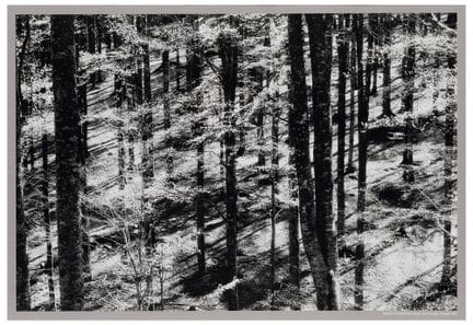 Elio Ciol (1929)
Glimpses of Spring, Cansiglio For