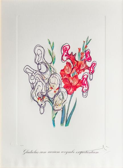 Salvador Dalí (1904 - 1989)
Gladiolus cum aurium c