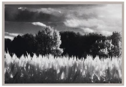 Elio Ciol (1929), da
Ai bordi di un campo, Remanza