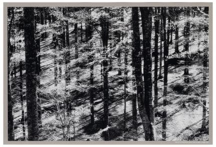 Elio Ciol (1929)
Sprazzi di primavera, Bosco del C