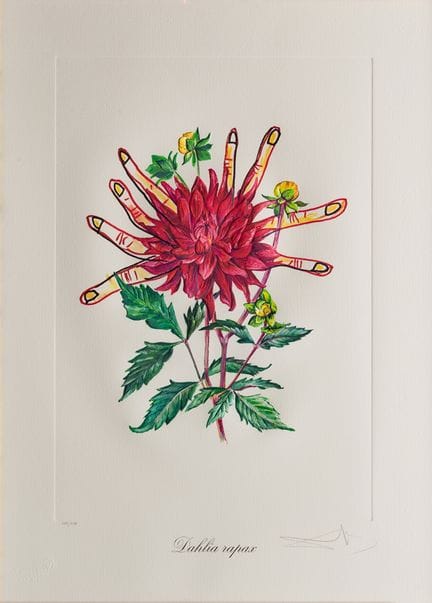 萨尔瓦多·达利（1904 - 1989）
《Dahlia rapax》
纸本压纹石版画
74 x 5