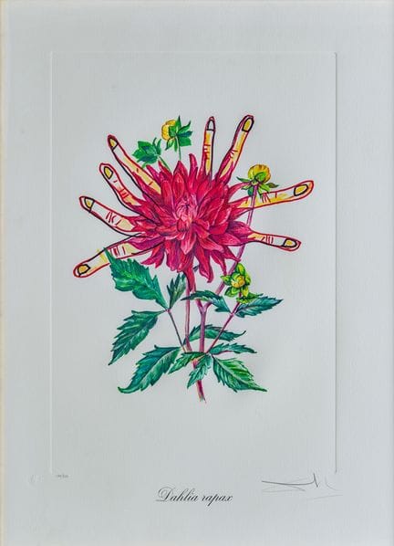 萨尔瓦多·达利（1904—1989）
《Dahlia rapax》
纸本压纹石版画
73 × 53.