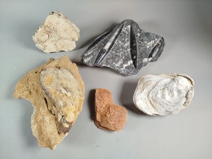 Sammlung von fünf Exemplaren, darunter insbesonder