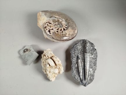 Insieme di quattro fossili di vario tipo, provenie