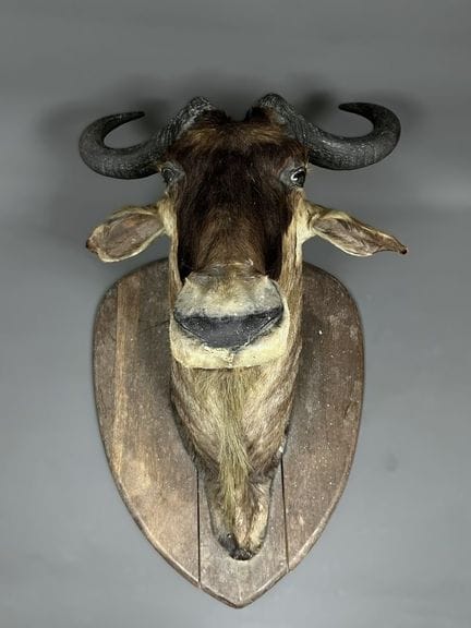 TROPHEE de GNOU sur écusson.
Tête naturalisée.
Dim