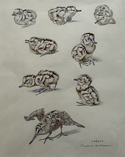 Édouard MÉRITE (1867-1941)
Poussins et bécasses.
G