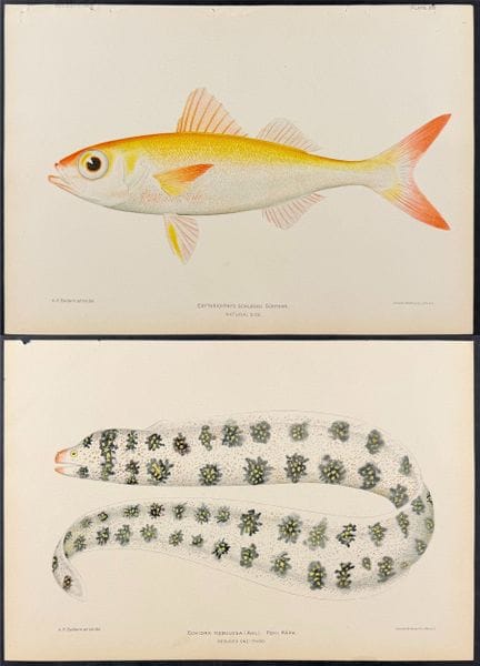 Bien, Hawaï - 5 gravures représentant des poissons