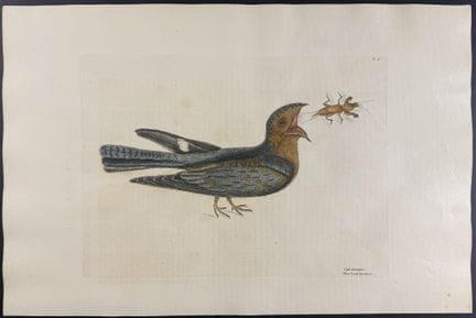 Catesby, Folio - Chauve-souris de Caroline avec un