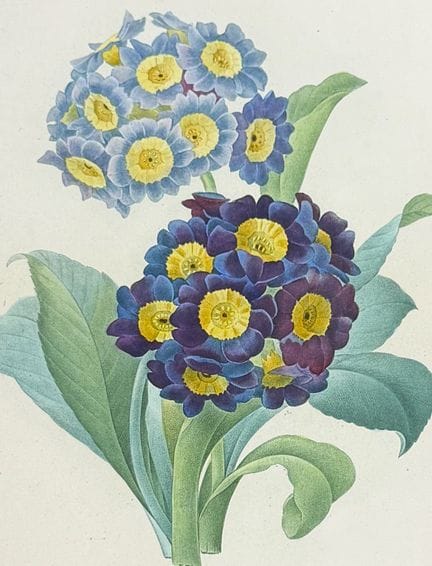 Redoute, Choix - Oreille d'ours [Primula auricula]