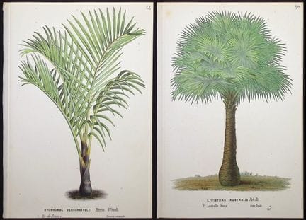 Van Houtte - 6 gravures de palmiers


Description 