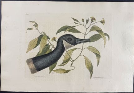 Catesby, Folio - Oie du Canada. 1-92


Description
