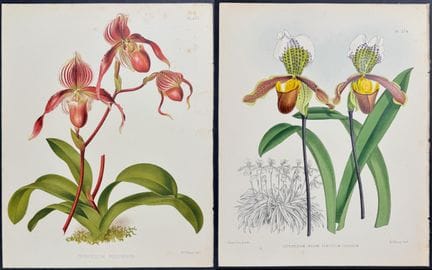 Warner - 5 gravures d'orchidées (Cypripedium)


De