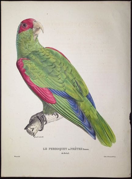 Bourjot Saint-Hilaire - Perroquet amazone à lunett