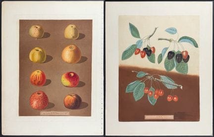 Brookshaw, Folio - 4 gravures de fruits : 


Descr