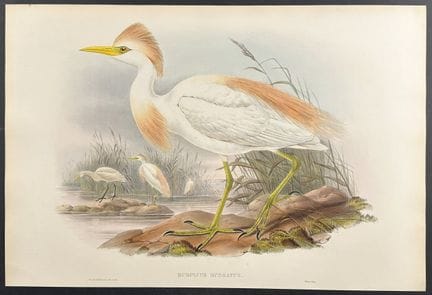 Gould, Grande-Bretagne - Héron à dos fauve


Descr