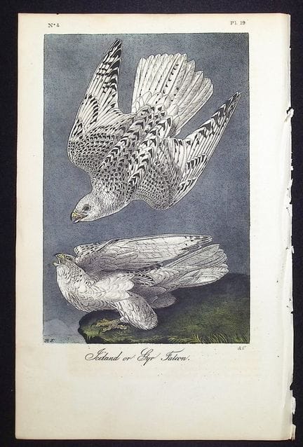 Audubon, première édition – Faucon d'Islande ou fa