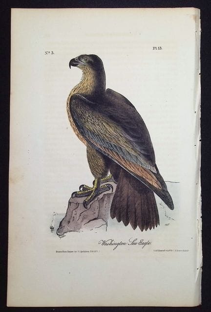 Audubon, première édition – L’aigle de mer de Wash